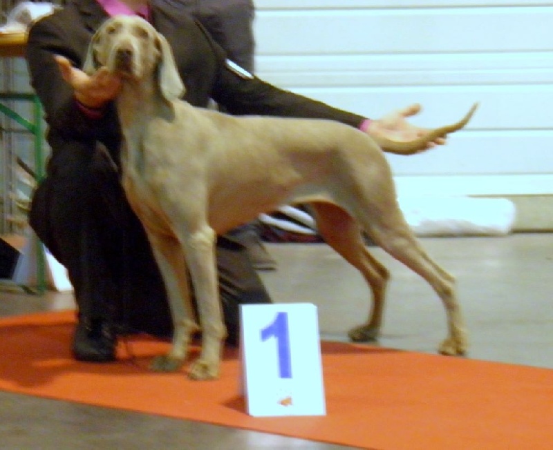 C.i.e ch.g'heka-aleck von atria cordis - 1 ERE Excellente Classe Ouverte