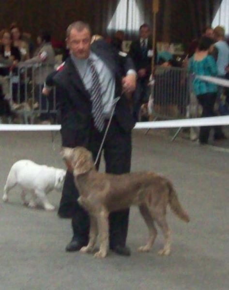 Wintw jch lux jesse Tiroux De Grisant - Tres Prometteur Meilleur Puppy