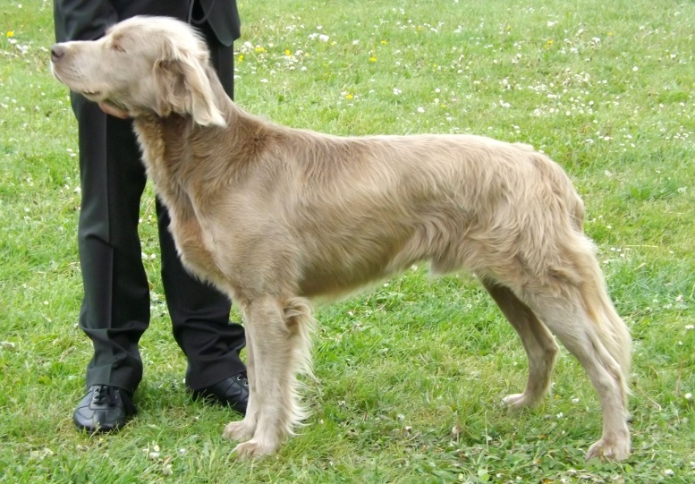 CH. Lux ewan des beiges du lavoir Martin - 1 Er Excellent C Ouverte CACS