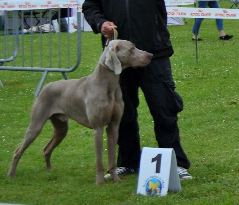 C.i.e ch.g'heka-aleck von atria cordis - 1 ER Excellent Classe Intermediaire