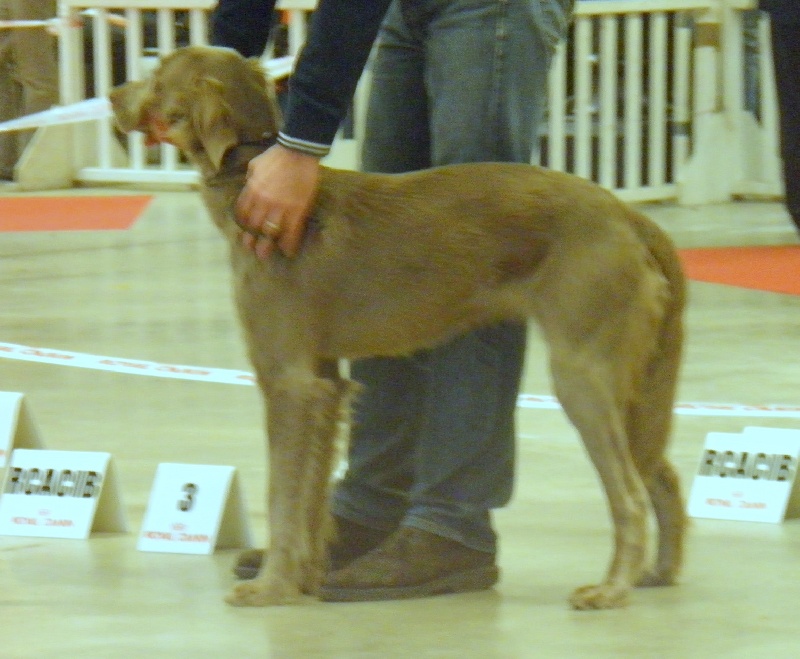 Wintw jch lux jesse Tiroux De Grisant - 3 IEM Tres Bon