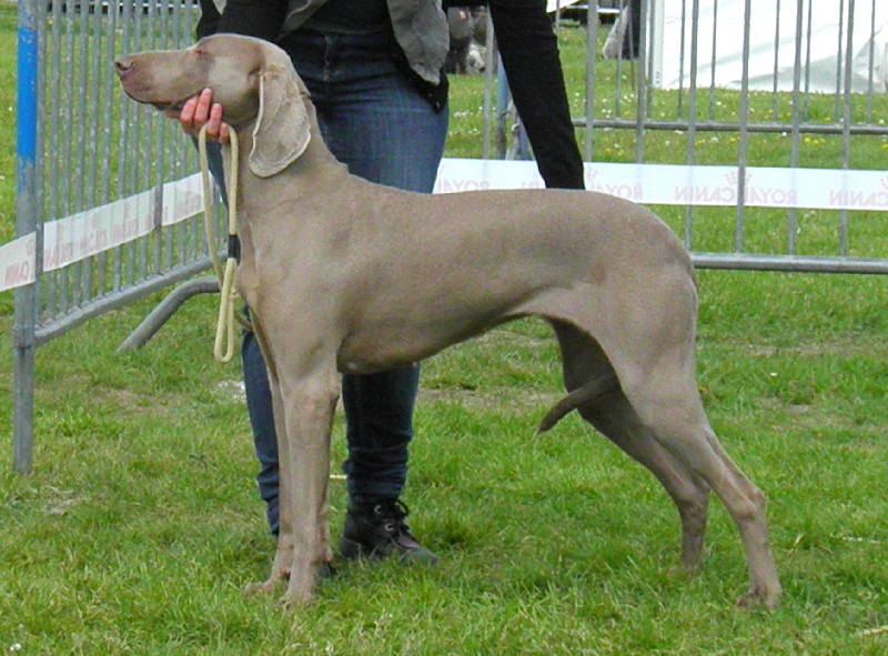 Freya - day des Gris d'Urbanou - 4 Iem Excellente Classe Ouverte