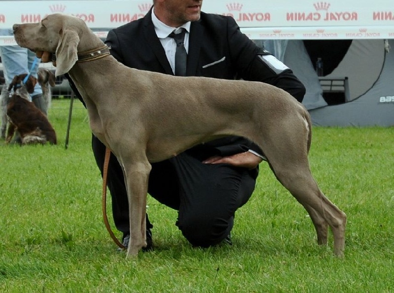 Absyss (Sans Affixe) - 3 IEM Ecellente