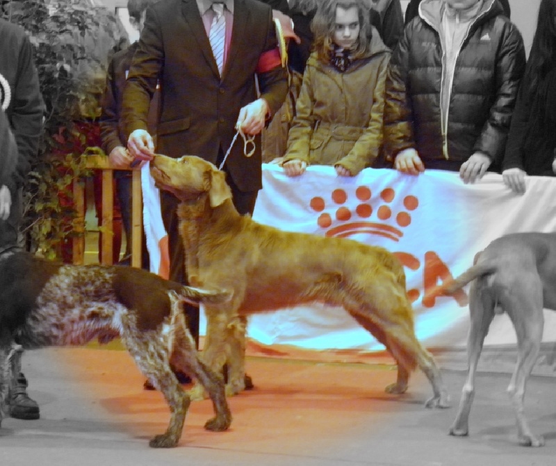CH. Lux ewan des beiges du lavoir Martin - CACS MEILLEUR DE RACE
