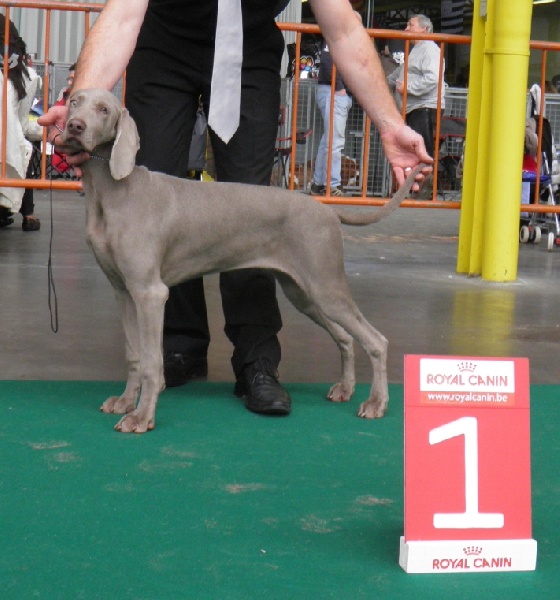 C.i.e ch.g'heka-aleck von atria cordis - CLASSE BABY