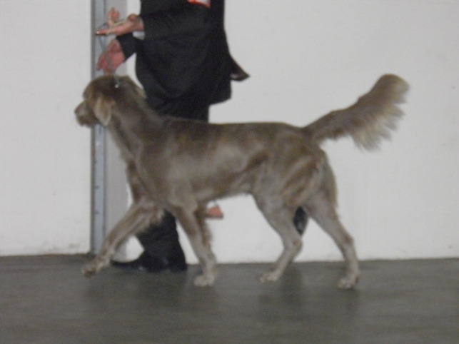 CH. Lux ewan des beiges du lavoir Martin - 2 Iem Excellent Classe Ouverte R.CACS R .CACIB