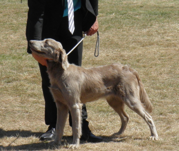 Wintw jch lux jesse Tiroux De Grisant - Meileure Puppy