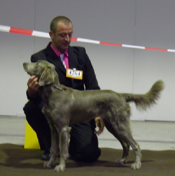 Wintw jch lux jesse Tiroux De Grisant - 1 Er Excellent Classe Jeune,