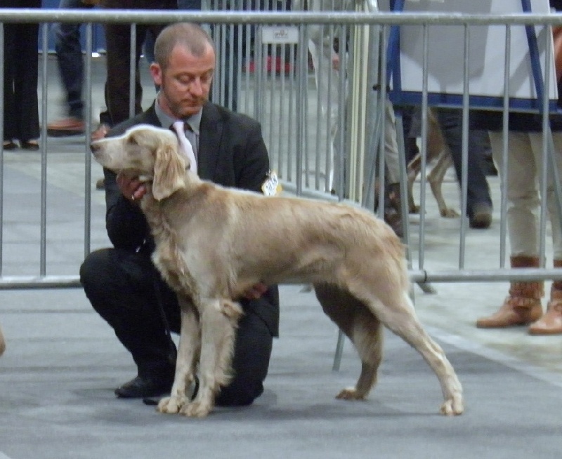 Wintw jch lux jesse Tiroux De Grisant - 3 Ieme tres bon Classe Intermediaire