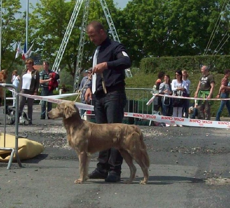 CH. Lux ewan des beiges du lavoir Martin - 1 ER Excellent classe intermediaire