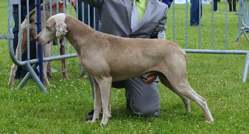 Absyss (Sans Affixe) - 1 ERE Excellente Classe Vétérante Femelle