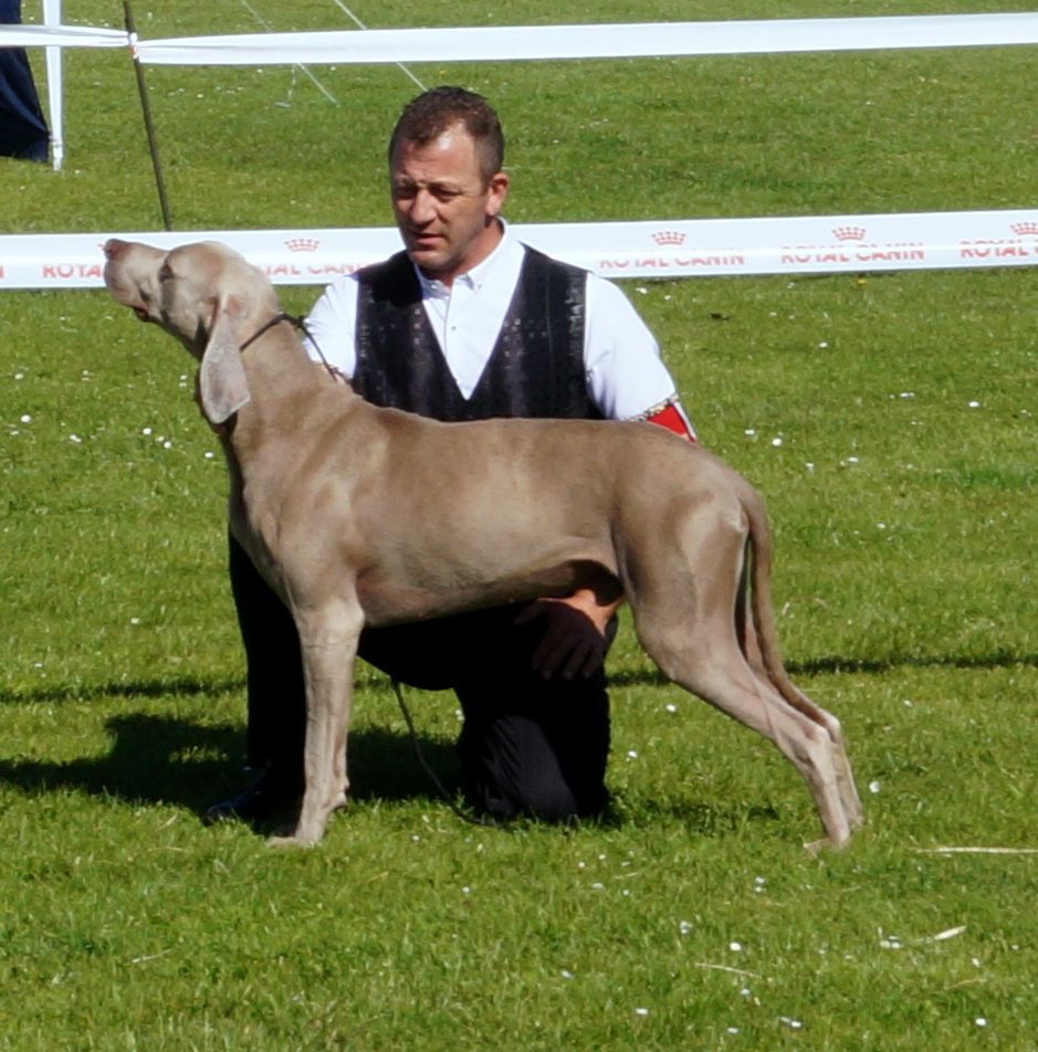 Absyss (Sans Affixe) - 1 ER Excellent Classe Ouverte Male