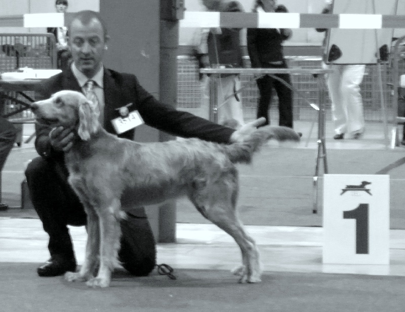 Wintw jch lux jesse Tiroux De Grisant - CACL / CACIB MEILLEURE DE RACE