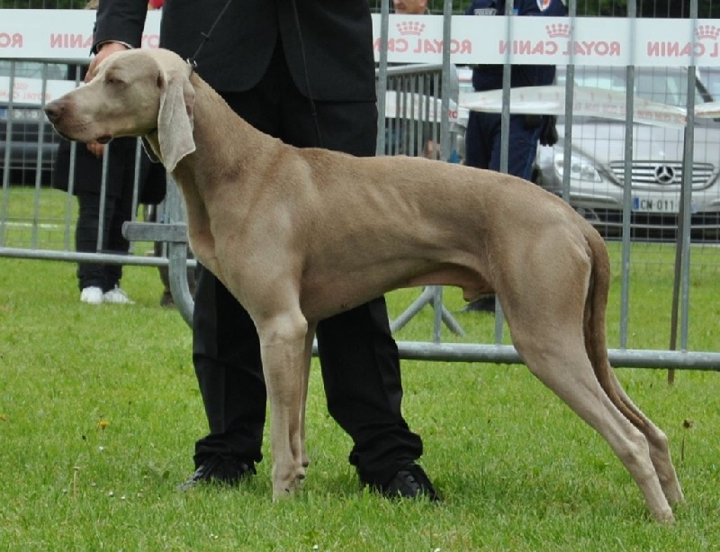 Hurban - little son des Gris d'Urbanou - 2 IEM Excellent Classe Ouverte Male