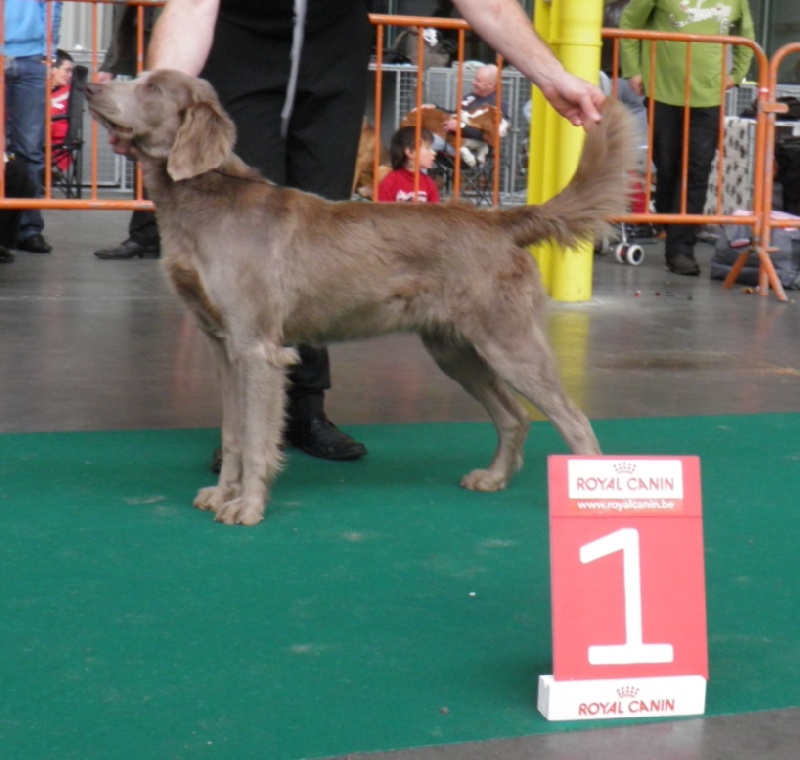 Wintw jch lux jesse Tiroux De Grisant - CLASSE INTERMEDIAIRE