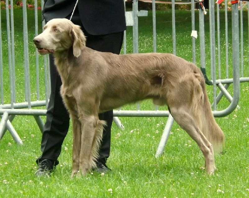 Wintw jch lux jesse Tiroux De Grisant - 2 IEM Excellent Classe Intermediaire