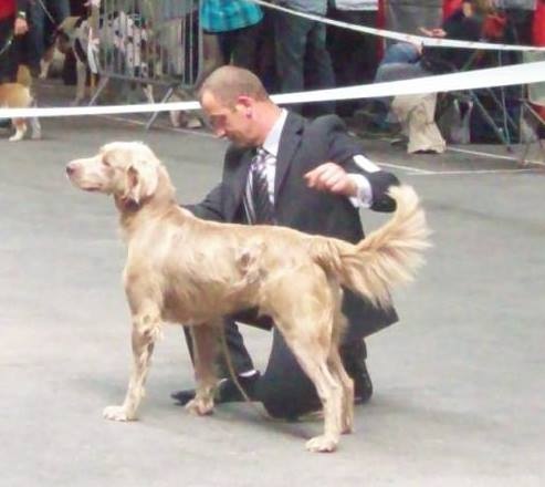 CH. Lux ewan des beiges du lavoir Martin - 1 ER EXC CACS R CACIB