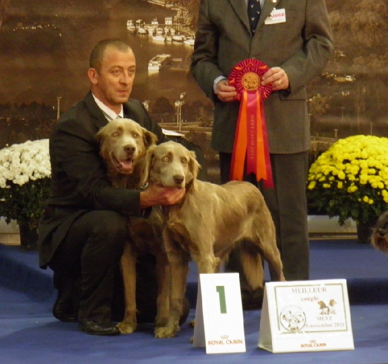 CH. Lux ewan des beiges du lavoir Martin - B.I.SHOW MEILLEUR COUPLE DE L EXPOSITION
