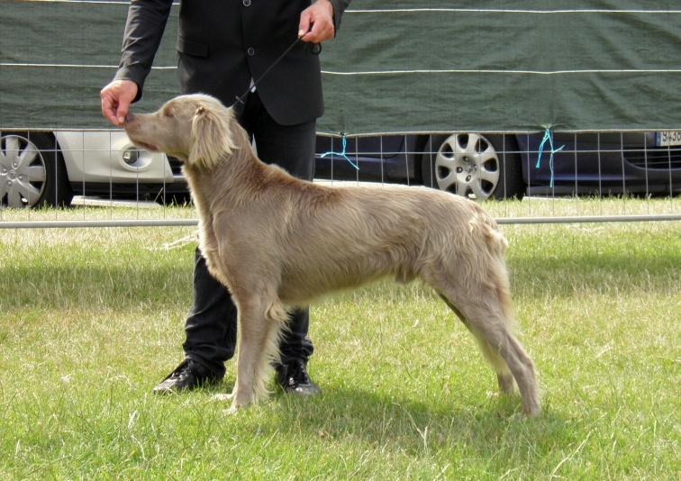 CH. Lux ewan des beiges du lavoir Martin - 1er Exc Classe Champion , meilleur champion