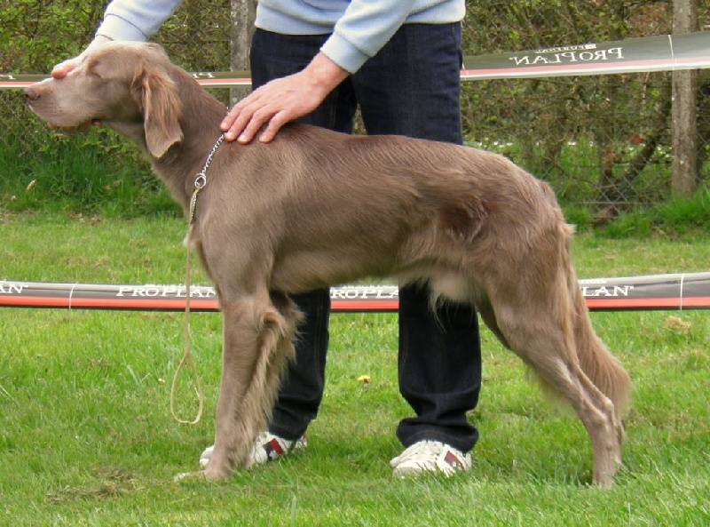 Wintw jch lux jesse Tiroux De Grisant - IWAN CYGIEL SON Des Gris D'Urbanou