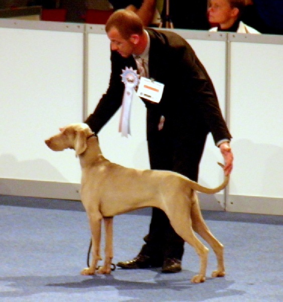 C.i.e ch.g'heka-aleck von atria cordis - Trés Prometteur