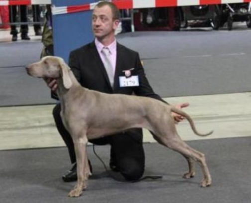 C.i.e ch.g'heka-aleck von atria cordis - 2 ieme Exc R.CACL