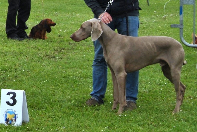 Freya - day des Gris d'Urbanou - 3 Iem Excellent Classe Intermediaire