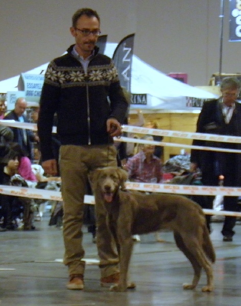 CH. Lux ewan des beiges du lavoir Martin - 1 ex classe jeune femelle