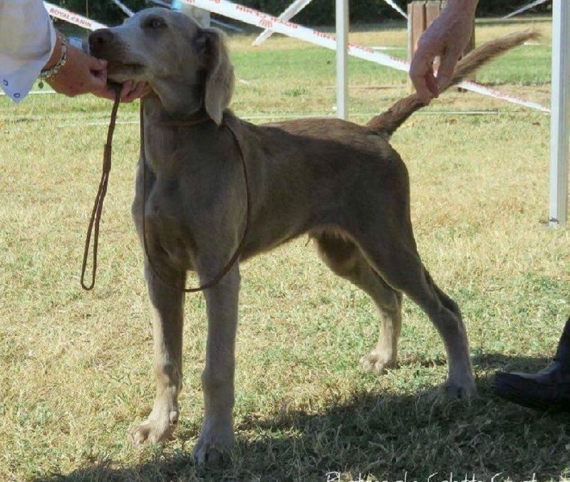 Wintw jch lux jesse Tiroux De Grisant - Trés Prometteur MEILLEUR BABY DE RACE