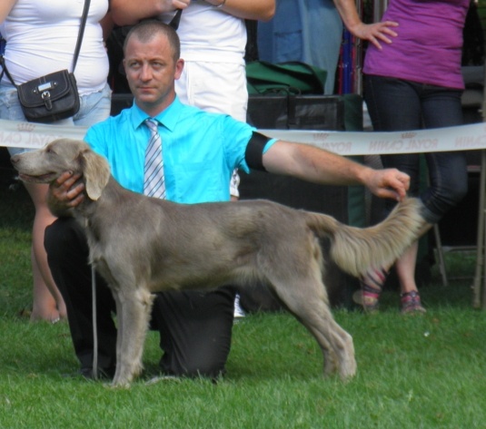 Wintw jch lux jesse Tiroux De Grisant - 1 Ere Ex Cl Jeune, Meilleure Jeune de Race