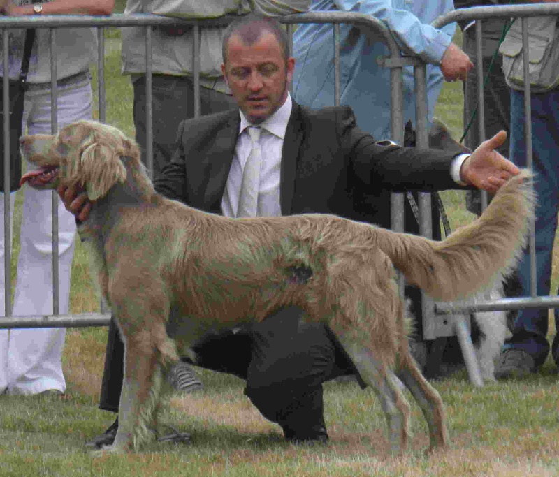 CH. Lux ewan des beiges du lavoir Martin - 1 ER Excellent classe intermediaire
