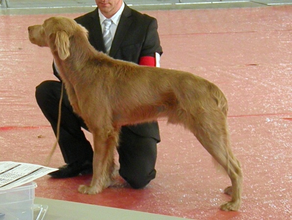 CH. Lux ewan des beiges du lavoir Martin - 1 Er Excellent C Ouverte CACS