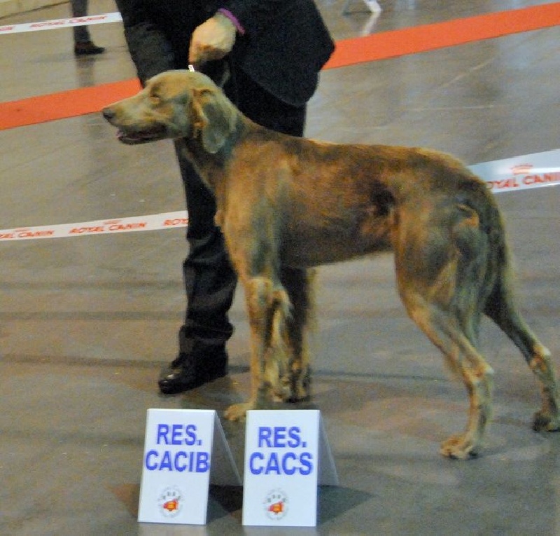 Wintw jch lux jesse Tiroux De Grisant - IWAN CYGIEL SON DGU