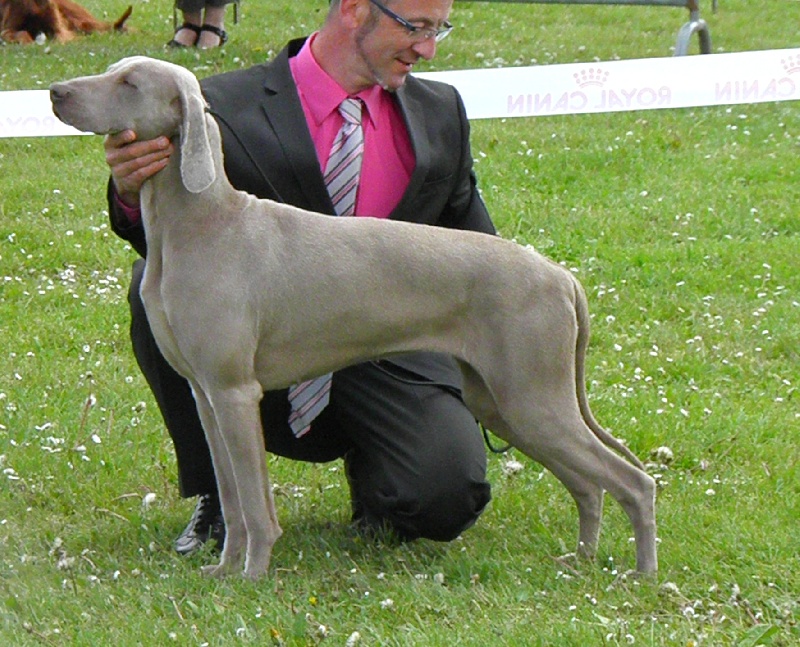 C.i.e ch.g'heka-aleck von atria cordis - 2 Ieme Excellente Classe intermediaire