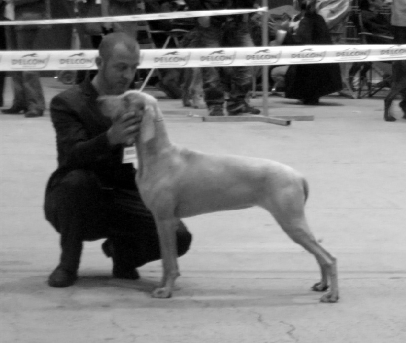 C.i.e ch.g'heka-aleck von atria cordis - 2 Iem Excellente Classe Jeune femelle