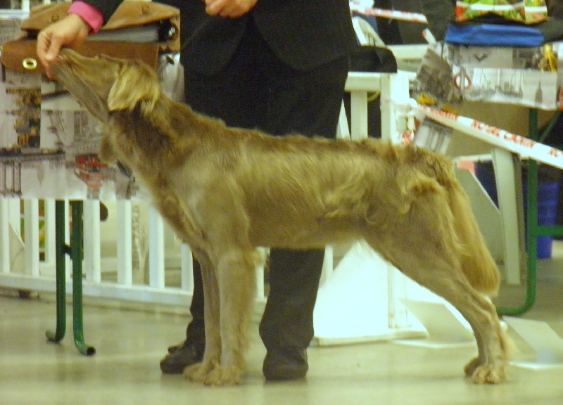 Wintw jch lux jesse Tiroux De Grisant - 1 er Excellent Classe Ouverte Femelle