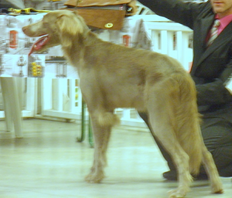 CH. Lux ewan des beiges du lavoir Martin - 1 er Excellent Classe Jeune Male