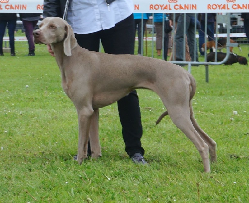 Absyss (Sans Affixe) - 4 Iem Trés Bon Calsse Ouverte Femelle