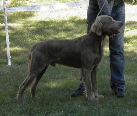 CH. Lux ewan des beiges du lavoir Martin - 1 ER Excellent Classe Ouverte