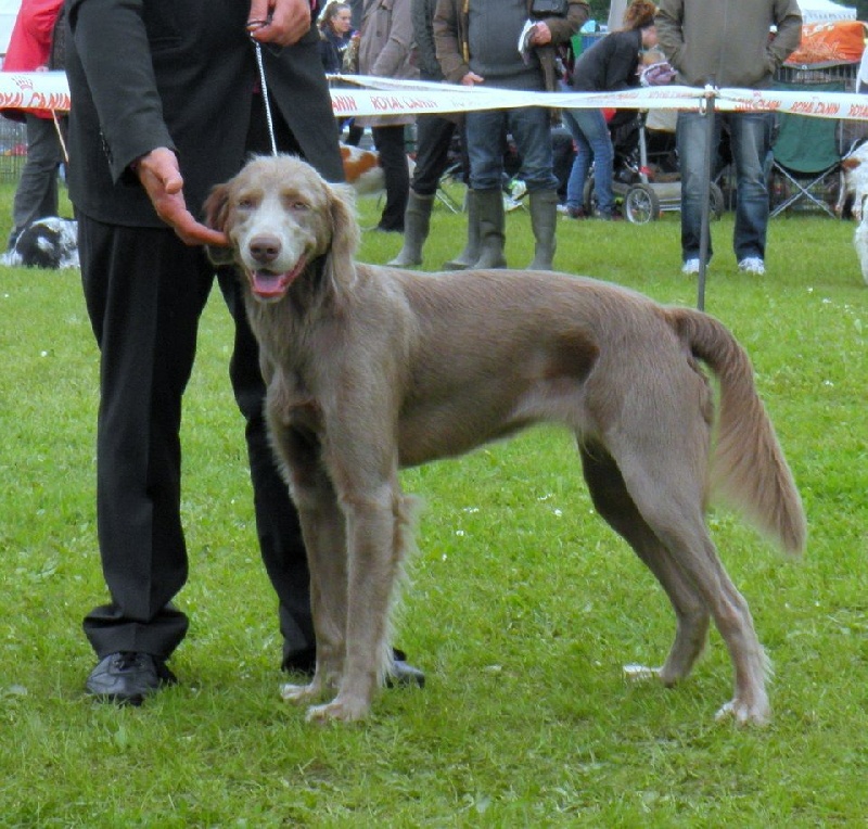 Wintw jch lux jesse Tiroux De Grisant - 1 ER Excellente Classe Ouverte