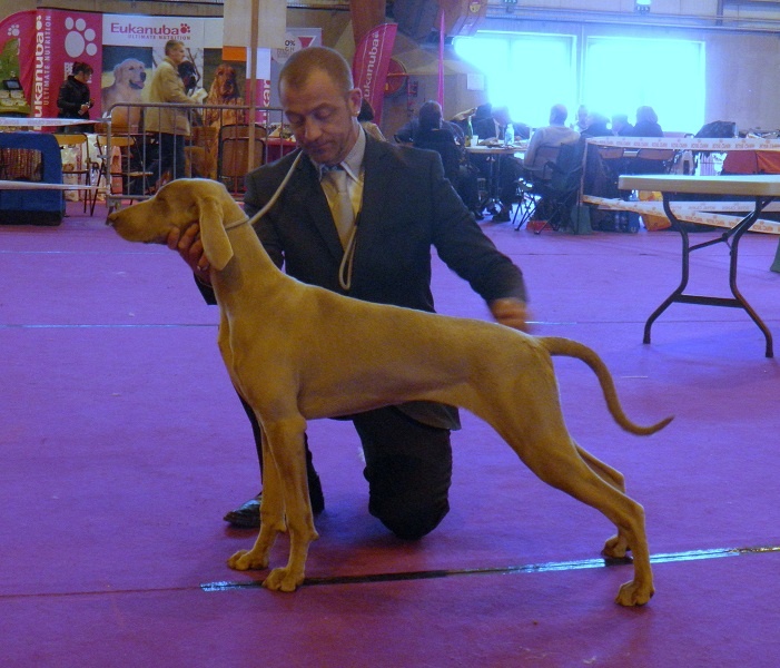 C.i.e ch.g'heka-aleck von atria cordis - Trés Prometteur BEST PUPPY OF BREED