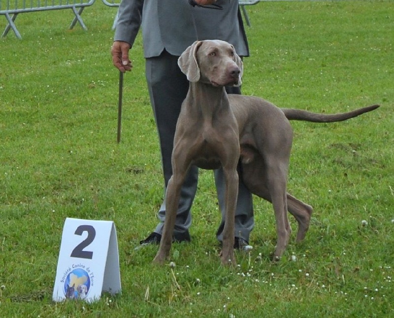 Freya - day des Gris d'Urbanou - 2 EM Excellent Classe Intermediaire
