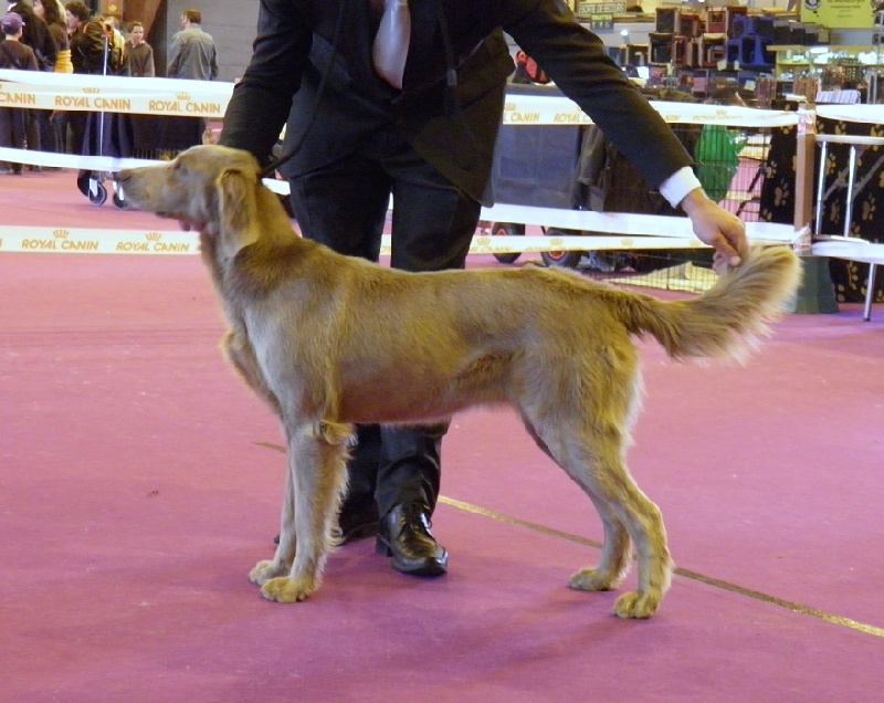 Wintw jch lux jesse Tiroux De Grisant - 1er Excel Cl int CACS CACIB MEILLEUR DE RACE