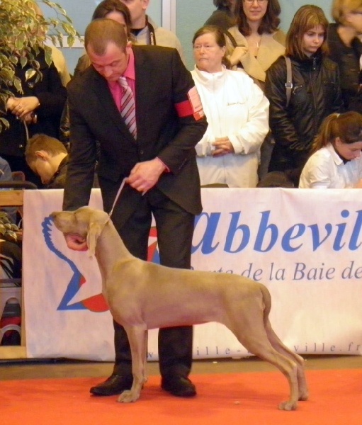 C.i.e ch.g'heka-aleck von atria cordis - TRES PROMETTEUR MEILLEUR PUPPY