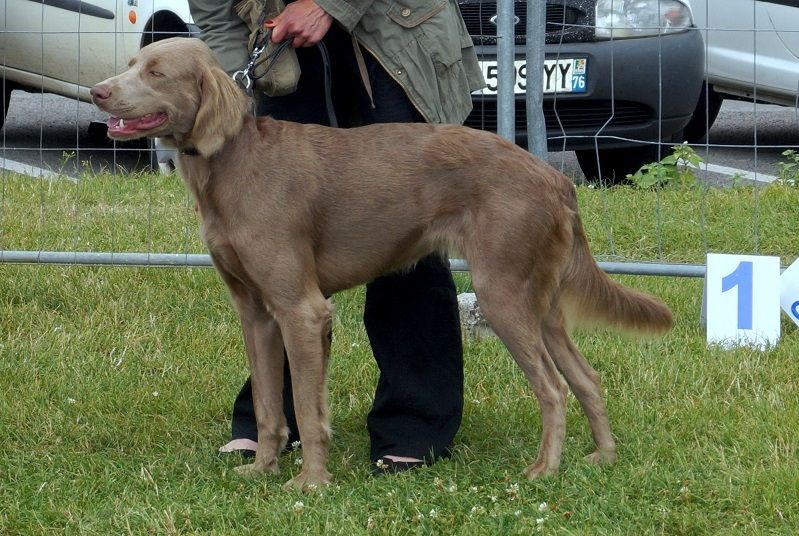 CH. Lux ewan des beiges du lavoir Martin - 1 Ere Excellente Meilleur jeune de race