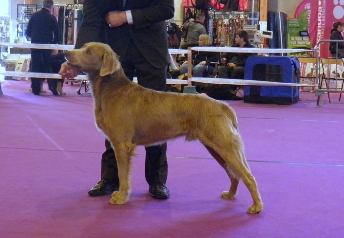 CH. Lux ewan des beiges du lavoir Martin - 1 Er Excellent Classe Ouverte CACS. CACIB