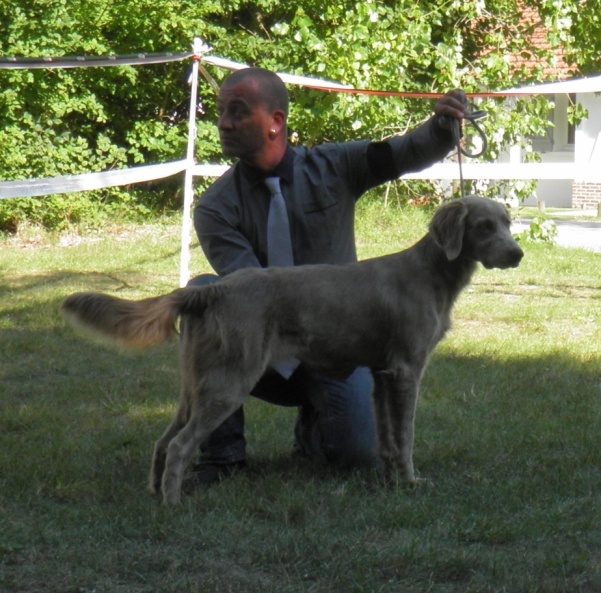 Wintw jch lux jesse Tiroux De Grisant - 1 Er Excellent Classe Jeune, Meilleur de Race