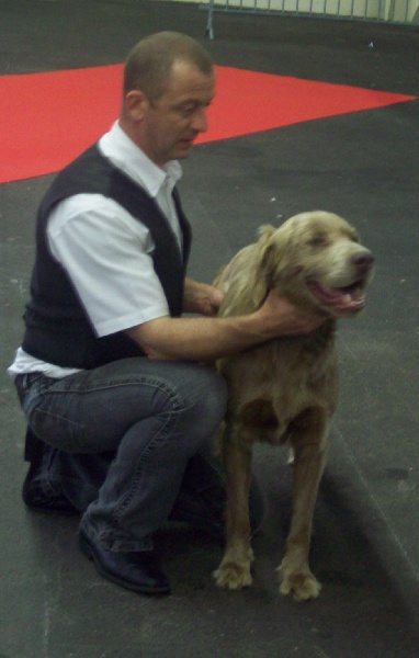 CH. Lux ewan des beiges du lavoir Martin - 3 IEM Excellent