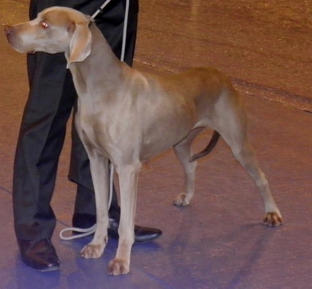 Absyss (Sans Affixe) - 1 Ere Exc Classa Ouverte CACS Meilleur de Race