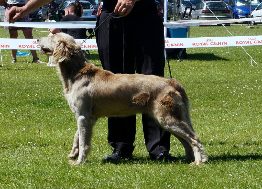 Wintw jch lux jesse Tiroux De Grisant - 1 ERE EXCELLENTE Classe Champion